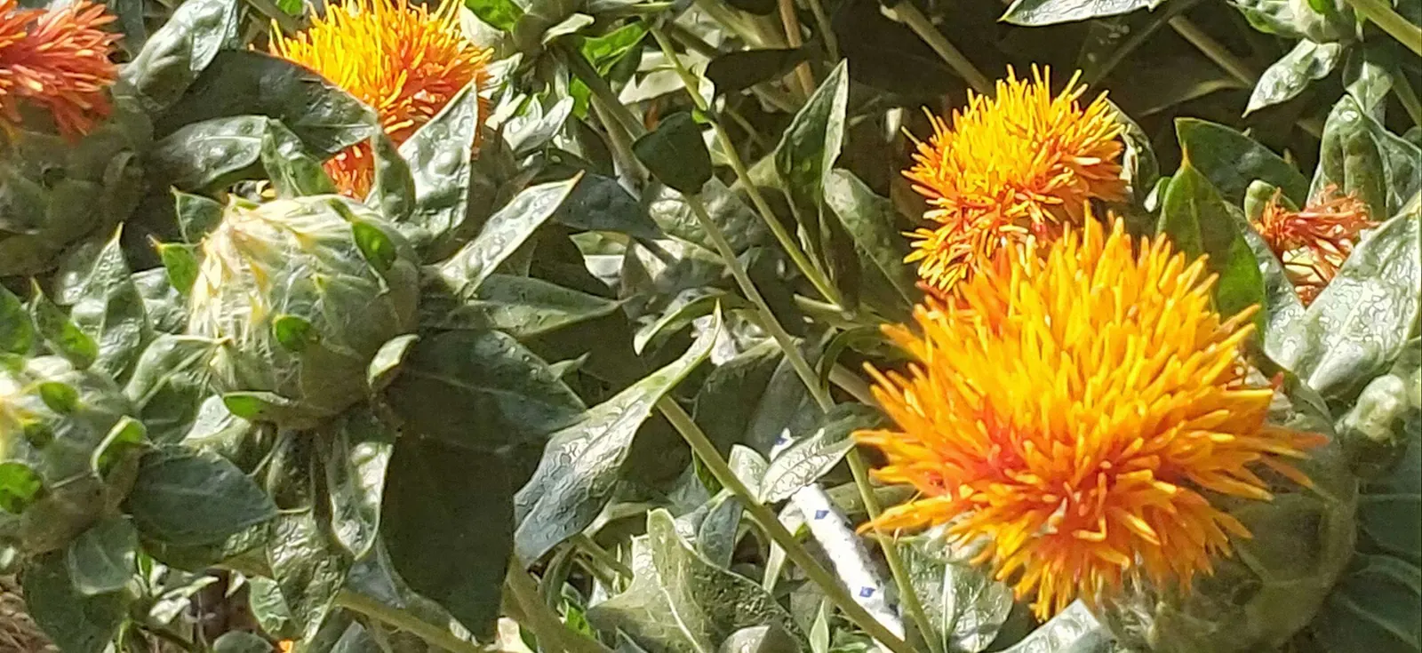 Safflower in bloom on Agro-Astra fields